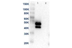 Western Blot of Anti-MEK1 Antibody. (MEK1 antibody  (C-Term))