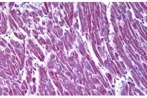 Anti-MDH2 antibody IHC staining of human heart. (MDH2 antibody  (AA 134-246))