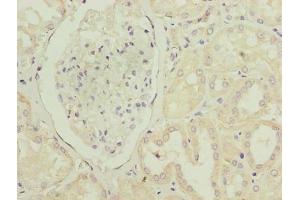 Immunohistochemistry of paraffin-embedded human kidney tissue using ABIN7163621 at dilution of 1:100 (PTAFR antibody  (AA 297-342))