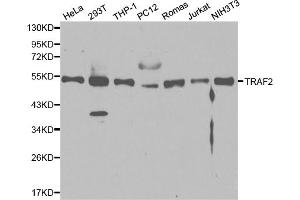 Western blot analysis of extracts of various cell lines, using TRAF2 antibody (ABIN5970352) at 1/1000 dilution. (TRAF2 antibody)