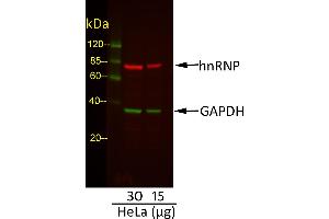Western Blotting (WB) image for Rabbit anti-Goat IgG (Heavy & Light Chain) antibody (DyLight 800) - Preadsorbed (ABIN7447010)