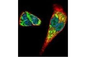 Confocal immunofluorescent analysis of Midkine Antibody (C-term) Cat. (Midkine antibody  (C-Term))