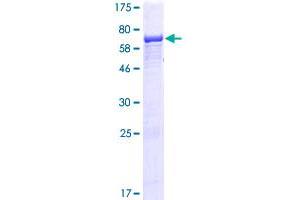 Intraflagellar Transport 52 Homolog (IFT52) (AA 1-437) protein (GST tag)