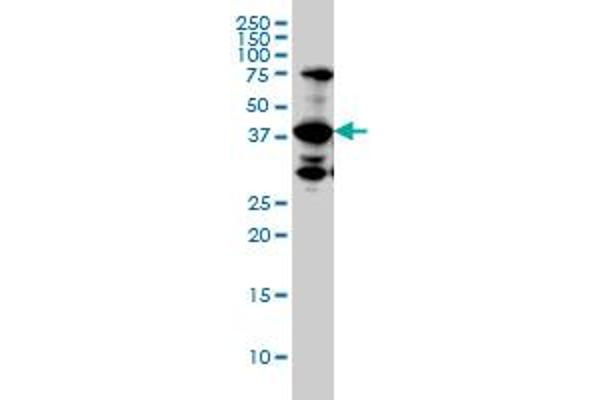 UROD antibody  (AA 268-367)