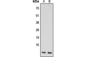 Western blot analysis of NDUFA1 expression in HeLa (A), Raw264.