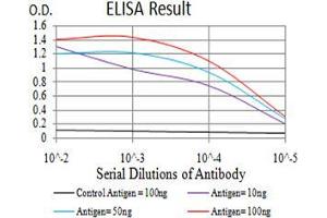 Fig. (NEFM antibody  (AA 779-916))