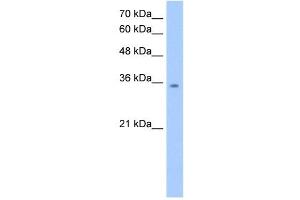MDH2 antibody used at 2.