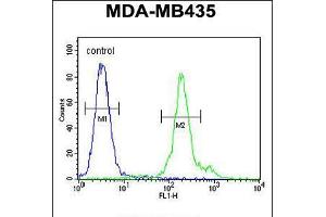 Flow cytometric analysis of MDA-MB435 cells (right histogram) compared to a negative control cell (left histogram). (FBXL14 antibody  (C-Term))