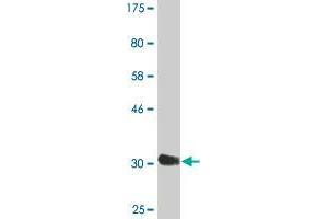 Western Blot detection against Immunogen (33 KDa) . (CHP antibody  (AA 1-66))