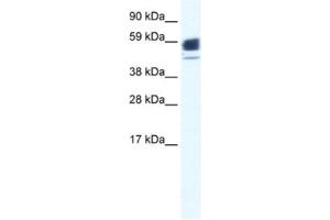 Western Blotting (WB) image for anti-Acetylcholine Receptor Subunit alpha (CHRNA1) antibody (ABIN2461075) (CHRNA1 antibody)