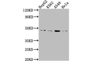Western Blot Positive WB detected in: HepG2 whole cell lysate, K562 whole cell lysate, A549 whole cell lysate, Hela whole cell lysate All lanes: CD274 Antibody at 1:1000 Secondary Goat polyclonal to rabbit IgG at 1/50000 dilution Predicted band size: 34, 21, 21 kDa Observed band size: 45 kDa (Recombinant PD-L1 antibody)
