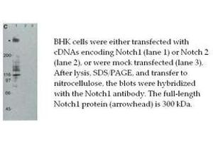Image no. 1 for anti-Notch 1 (NOTCH1) antibody (ABIN790824) (Notch1 antibody)