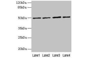 Western blot All lanes: EVA1C antibody at 5 μg/mL Lane 1: Hela whole cell lysate Lane 2: Jurkat whole cell lysate Lane 3: 293T whole cell lysate Lane 4: HL60 whole cell lysate Secondary Goat polyclonal to rabbit IgG at 1/10000 dilution Predicted band size: 50, 8 kDa Observed band size: 50 kDa