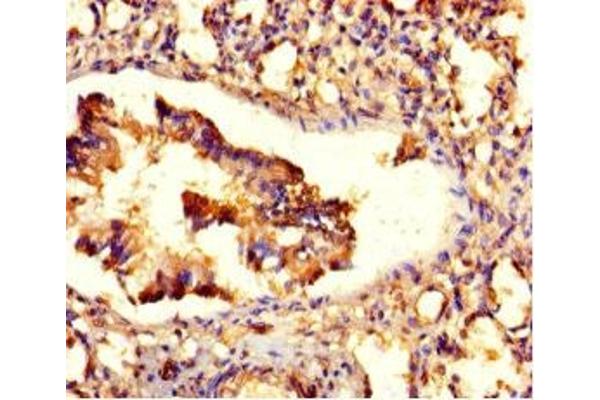 ZNF77 antibody  (AA 1-300)