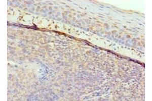 Immunohistochemistry of paraffin-embedded human tonsil tissue using ABIN7153430 at dilution of 1:100 (GAL antibody  (AA 20-123))