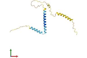 AlphaFold protein structure predicition of Mouse Recombinant Eva1a Protein, UniprotID Q91WM6 (TMEM166 Protein (AA 1-156) (His tag))