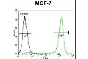ZN Antibody (Center) (ABIN655374 and ABIN2844929) flow cytometric analysis of MCF-7 cells (right histogram) compared to a negative control cell (left histogram). (ZNF829 antibody  (AA 127-155))