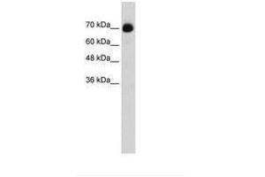 Image no. 1 for anti-CXXC Finger Protein 1 (CXXC1) (C-Term) antibody (ABIN203341) (CXXC1 antibody  (C-Term))