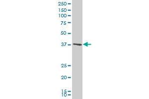 PEX2 antibody  (AA 217-305)