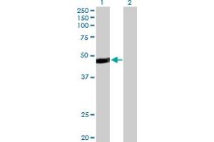 Western Blot analysis of PAX5 expression in transfected 293T cell line by PAX5 MaxPab polyclonal antibody. (PAX5 antibody  (AA 1-391))