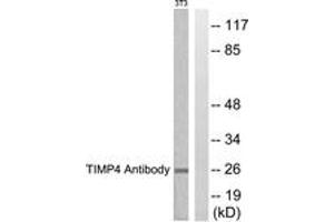Western blot analysis of extracts from NIH-3T3 cells, using TIMP4 Antibody. (TIMP4 antibody  (AA 175-224))