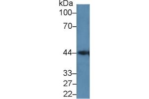 Western Blot; Sample: Mouse Pancreas lysate; Primary Ab: 2µg/ml Rabbit Anti-Human GAL9C Antibody Second Ab: 0. (LGALS9C antibody  (AA 228-356))