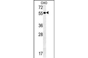 Western blot analysis in CHO cell line lysates (35ug/lane). (AMY2A antibody  (C-Term))