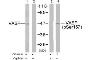 Image no. 2 for anti-Vasodilator-Stimulated phosphoprotein (VASP) (pSer157) antibody (ABIN196951) (VASP antibody  (pSer157))