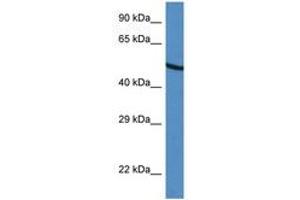 Image no. 1 for anti-UDP-Glucose 6-Dehydrogenase (UGDH) (C-Term) antibody (ABIN6747392) (UGDH antibody  (C-Term))