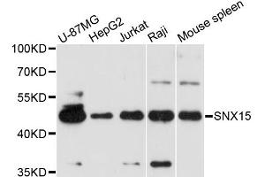 Western blot analysis of extracts of various cell lines, using SNX15 antibody.
