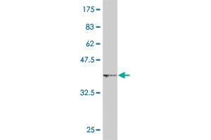 Mahogunin RING Finger Protein 1 antibody  (AA 477-576)