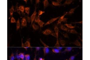 Immunofluorescence analysis of NIH-3T3 cells using YWHAH Polyclonal Antibody at dilution of 1:100 (40x lens). (14-3-3 eta antibody)