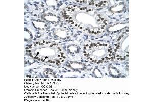 Human kidney (NR1H4 antibody  (Middle Region))