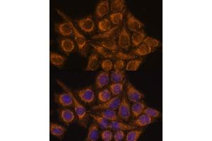 Immunofluorescence analysis of HeLa cells using PYCR2 antibody (ABIN7269766) at dilution of 1:100.
