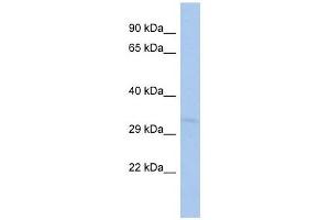 TOMM40L antibody used at 1 ug/ml to detect target protein. (TOMM40L antibody)