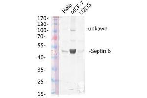 Western Blot (WB) analysis of specific lysis using Septin 6 Polyclonal Antibody. (Septin 6 antibody  (Internal Region))