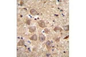 Immunohistochemistry analysis in human brain tissue (formalin-fixed, paraffin-embedded) using PCDHAC2 Antibody , followed by peroxidase conjugation of the secondary antibody and DAB staining. (PCDHAC2 antibody  (Middle Region))