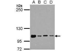 WB Image Sample (30 ug of whole cell lysate) A: 293T B: A431 C: HeLa D: HepG2 5% SDS PAGE antibody diluted at 1:1000 (NKRF antibody)