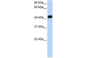 WB Suggested Anti-CKMT2 Antibody Titration: 0. (CKMT2 antibody  (C-Term))