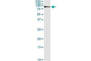 Immunoprecipitation of KIF2C transfected lysate using anti-KIF2C monoclonal antibody and Protein A Magnetic Bead , and immunoblotted with KIF2C MaxPab rabbit polyclonal antibody. (KIF2C antibody  (AA 1-100))