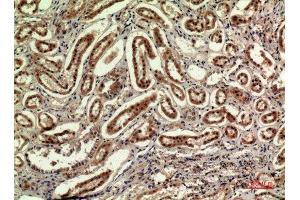 Immunohistochemistry (IHC) analysis of paraffin-embedded Human Kidney, antibody was diluted at 1:100. (IDH1 antibody  (N-Term))