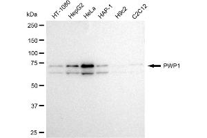 anti-PWP1 Homolog (PWP1) antibody