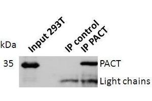 Western blot analysis of PACT expression in lysates of Jurkat cells, astrocytes and 293T cells. (RBBP6 antibody  (full length))