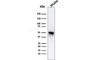 Western Blot Analysis of human spleen tissue lysate using Thymidine Phosphorylase / PD-ECGF Monoclonal Antibody (P-GF. (Thymidine Phosphorylase antibody)