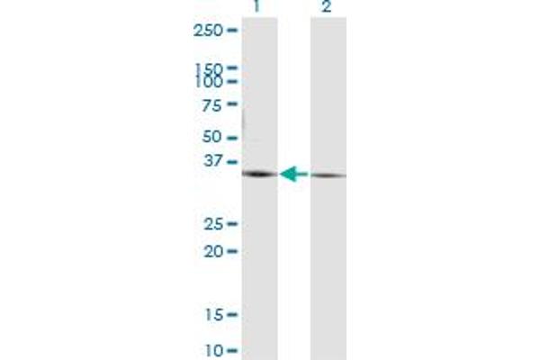PEX19 antibody  (AA 1-299)