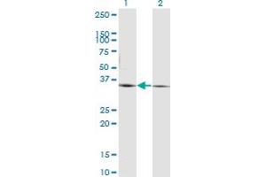 Western Blot analysis of PEX19 expression in transfected 293T cell line by PEX19 monoclonal antibody (M07), clone 2E4. (PEX19 antibody  (AA 1-299))