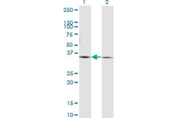 PEX19 anticorps  (AA 1-299)