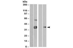 Western blot of HEK293 overexpressing WISP1-FLAG probed with anti-FLAG in the left panel and with WISP1 antibody in the right panel (mock transfection in first lane of each panel). (WISP1 antibody)