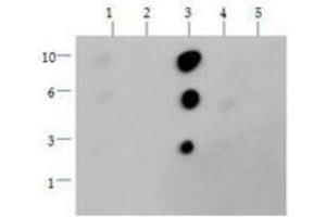 Dot Blot (DB) image for anti-Histone 3 (H3) (H3K36me2) antibody (ABIN5706764)