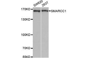 Western blot analysis of extracts of various cell lines, using SMARCC1 antibody (ABIN5973610) at 1/1000 dilution. (SMARCC1 antibody)